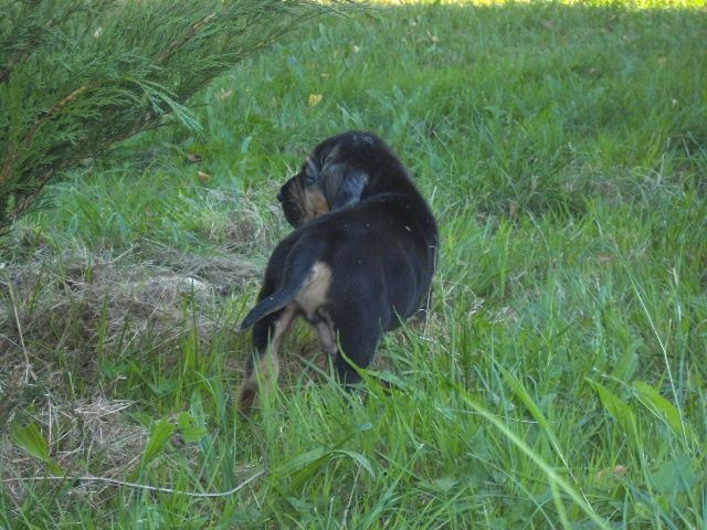 J RAMBO DES MENTHES SAUVAGES