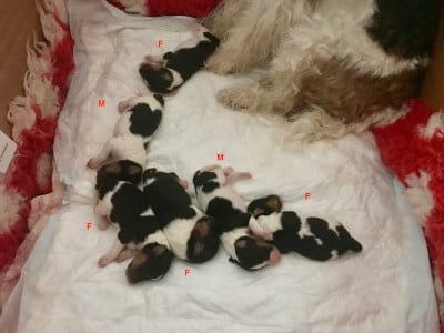 Les chiots de Fox Terrier Poil Dur