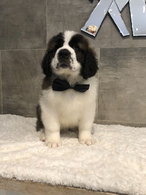 Les chiots de Chien du Saint-Bernard