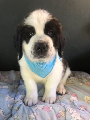 Les chiots de Chien du Saint-Bernard