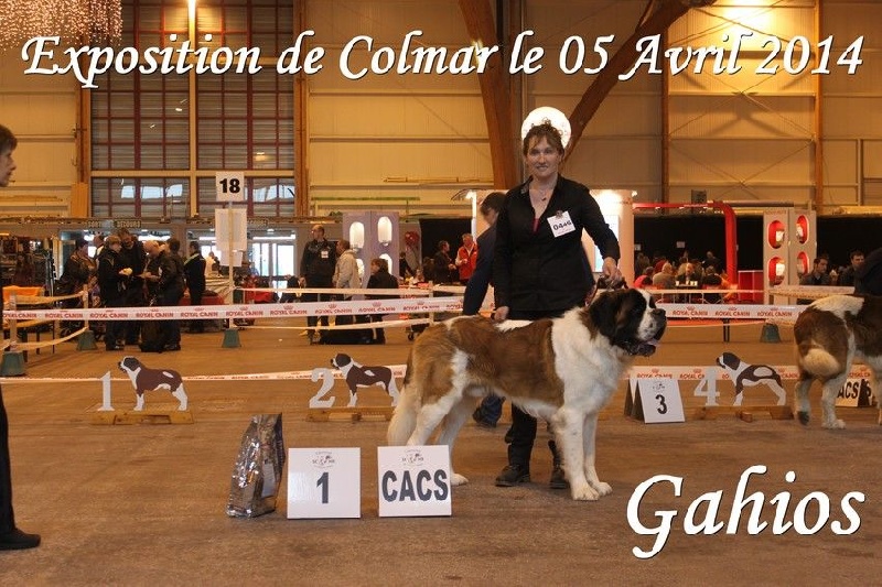 CH. Gahios des joly monts de villers - 1er Exc CACS
