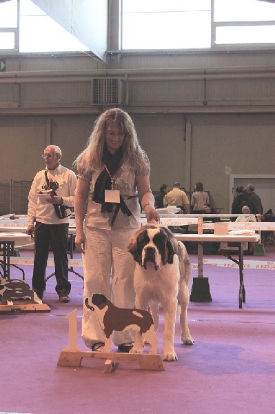 CH. Gahios des joly monts de villers - 1er Très Prometteur
