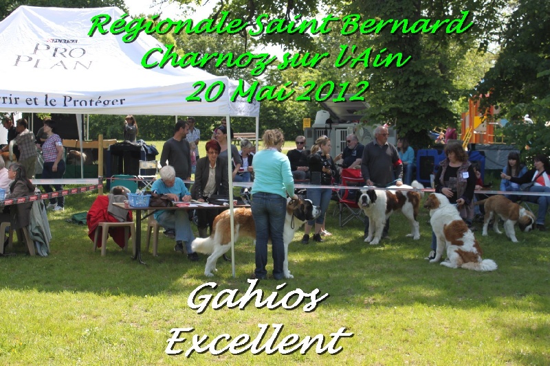 CH. Gahios des joly monts de villers - Excellent