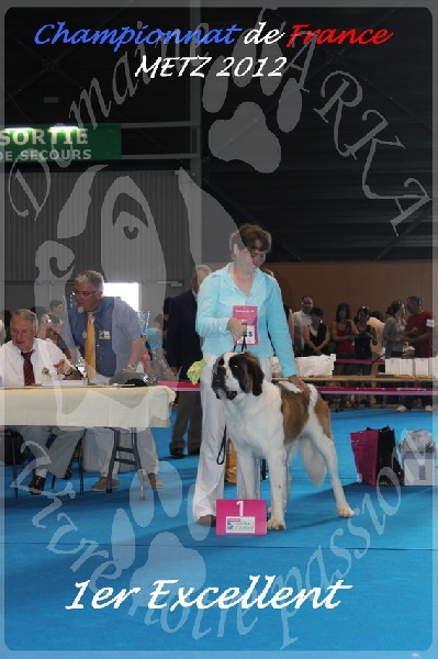 CH. Gahios des joly monts de villers - 1er Excellent