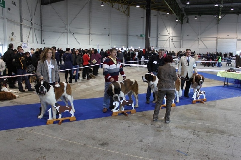 CH. Gahios des joly monts de villers - 1er Exc CACS CACIB