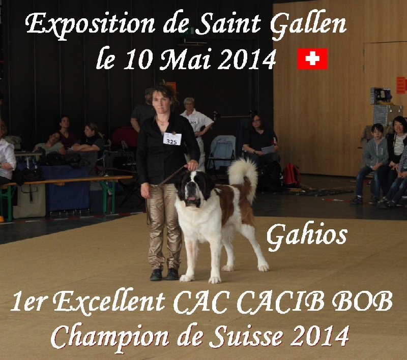 CH. Gahios des joly monts de villers - 1er Exc CAC CACIB BOB