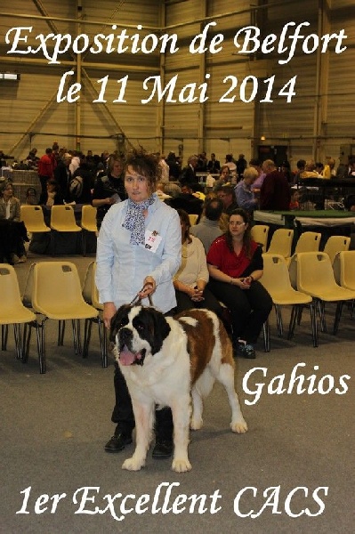 CH. Gahios des joly monts de villers - 1er Exc CACS