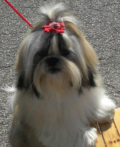 Publication : Du Manoir Du Bonheur Auteur : Shi Tzu