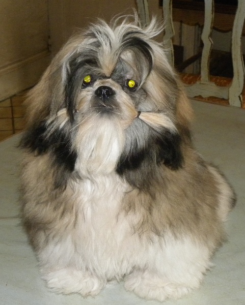 Publication : Du Manoir Du Bonheur Auteur : Shi Tzu