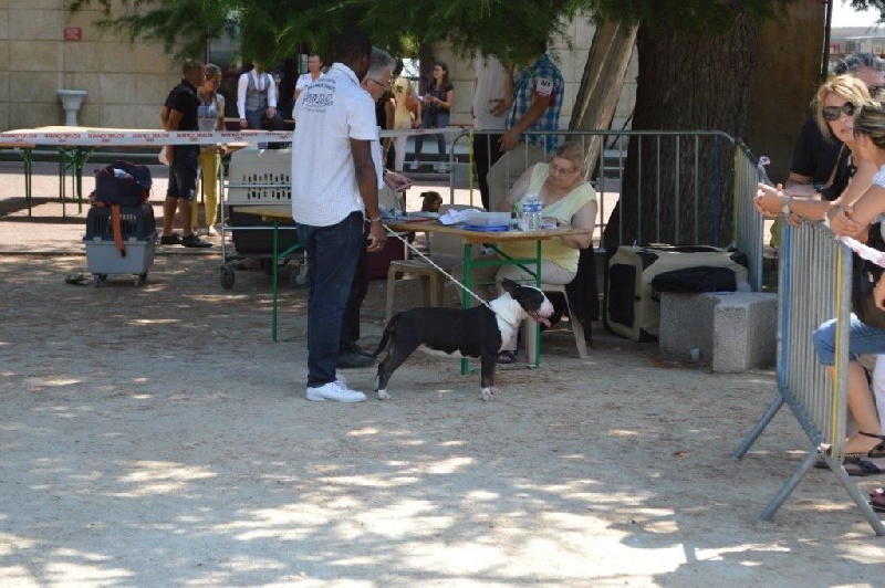 Ir con mi corazõn of Bull's city - 1er Excellent- Meilleur Jeune- Meilleur de Race