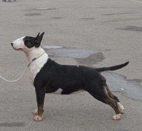 Ir con mi corazõn of Bull's city - 3° Excellent