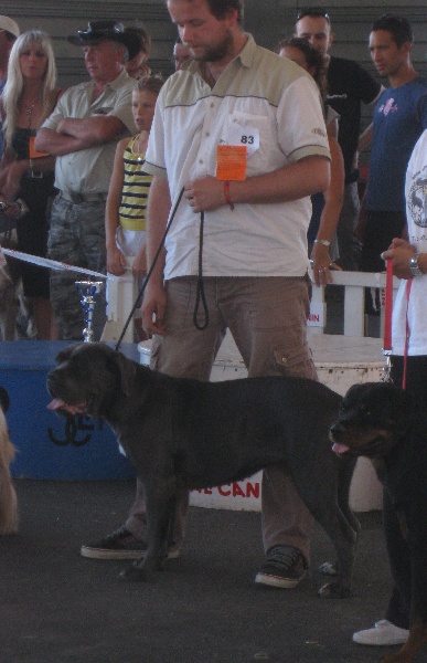 Diva des Molosses de la Vallée Verte - 1er EXCELLENT MEILLEUR JEUNE