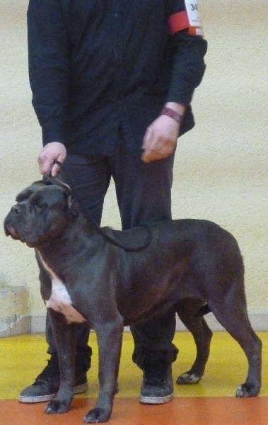 Diva des Molosses de la Vallée Verte - 1er EXCELLENT Classe Ouverte