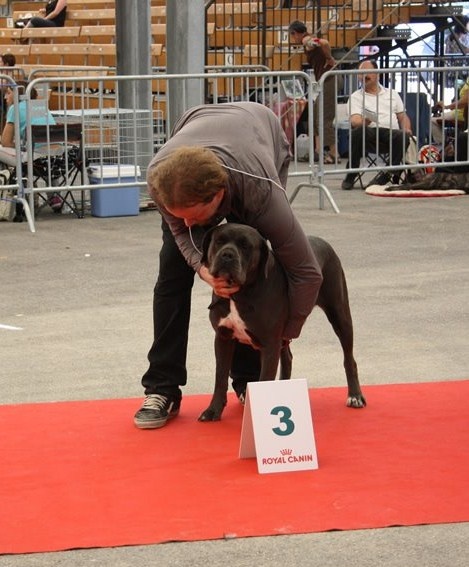 Diva des Molosses de la Vallée Verte - 3ème EXCELLENT