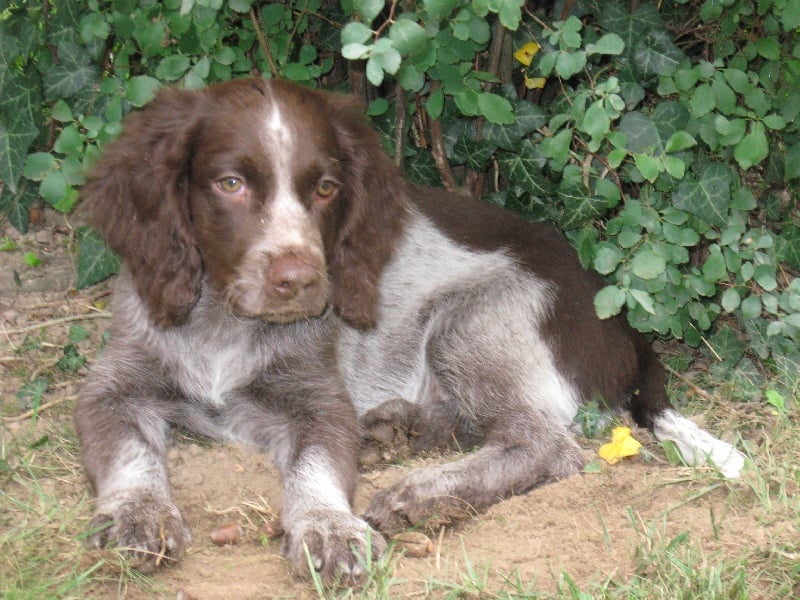Gold Du Sentier De La Capucinière