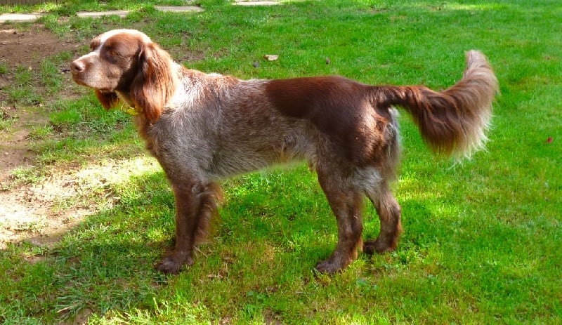 Gold Du Sentier De La Capucinière