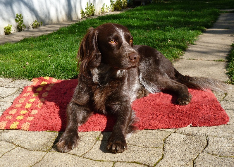 Gold Du Sentier De La Capucinière