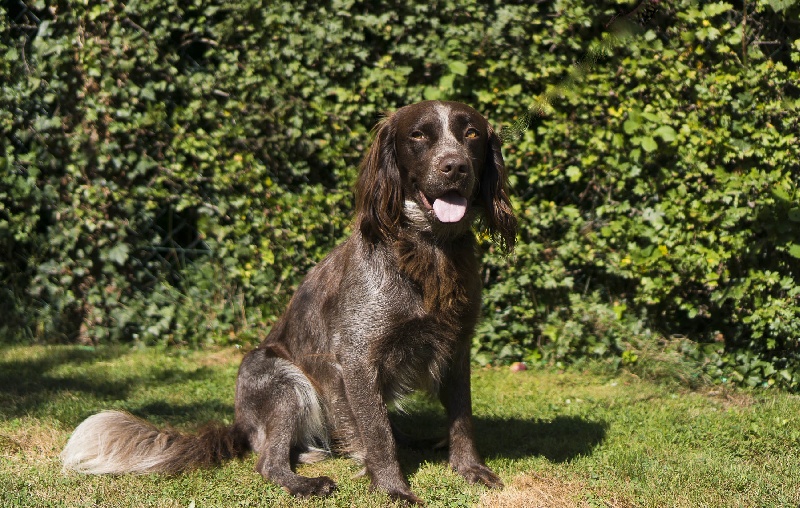 Gold Du Sentier De La Capucinière