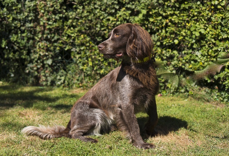 Gold Du Sentier De La Capucinière