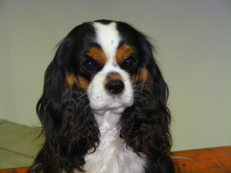 CH. Fleurine Du temps des irees