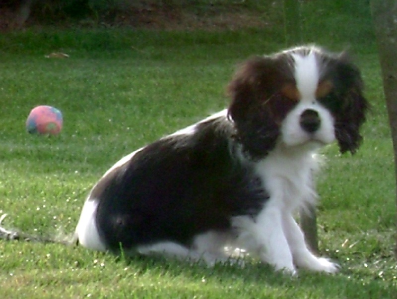 CH. Fleurine Du temps des irees