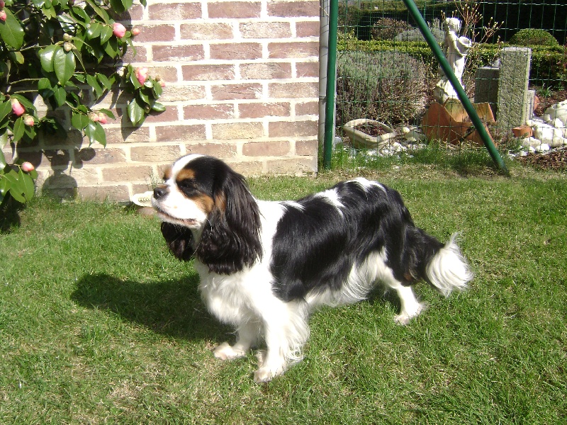 CH. Fleurine Du temps des irees