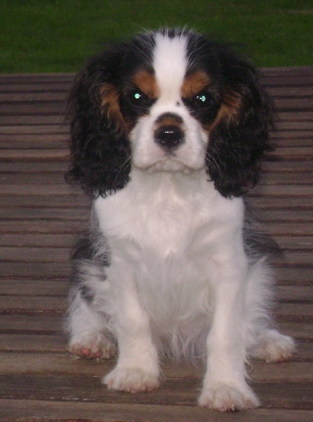 CH. Fleurine Du temps des irees