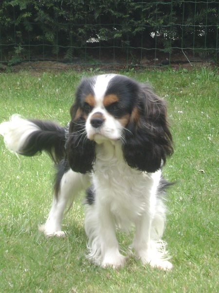 CH. Fleurine Du temps des irees