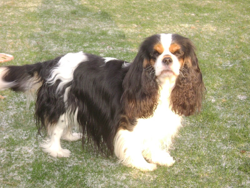 CH. Fleurine Du temps des irees