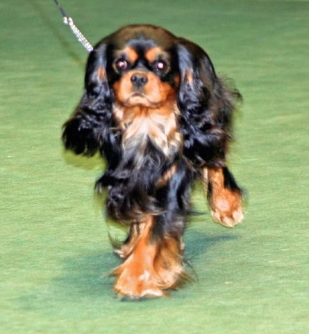 CH. Fashion des Palatines du Roy