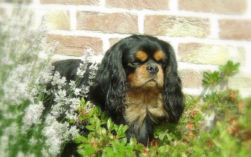 CH. Fashion des Palatines du Roy