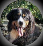 Publication : de la clé aux loups Auteur : CHELI SAUVEUR