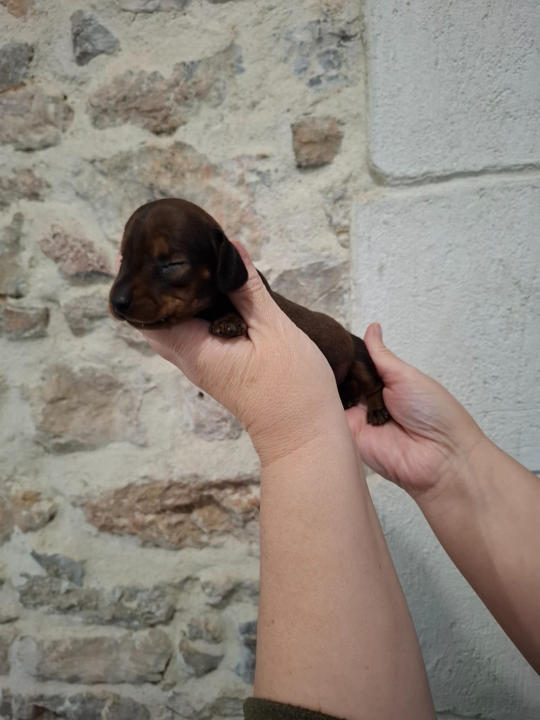 Teckel poil ras - du Mas de Kevantsteph