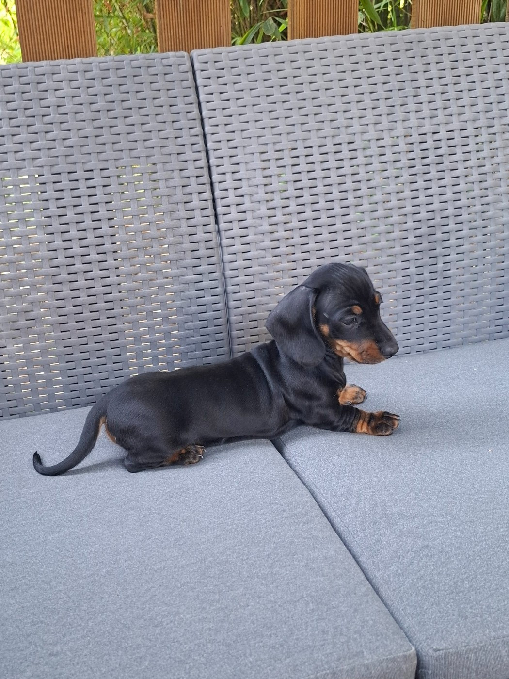 BABOU