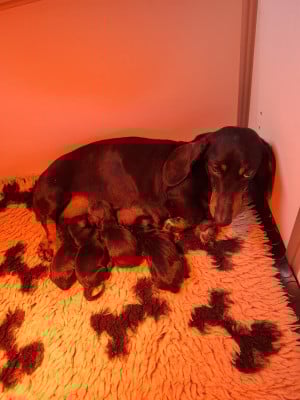 Chiot N°1 - Teckel poil ras