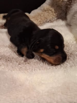 Les chiots de Teckel poil ras