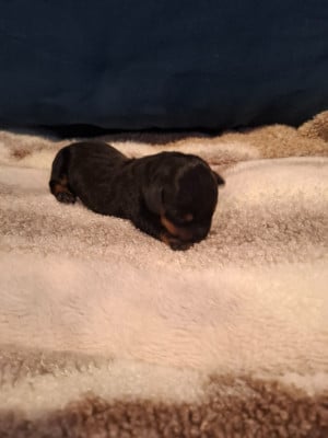 Les chiots de Teckel poil ras