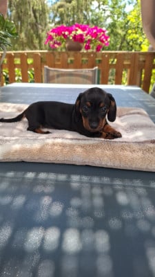 Les chiots de Teckel poil ras