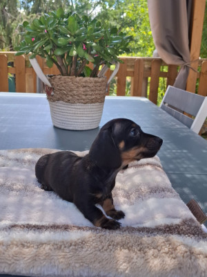 Les chiots de Teckel poil ras