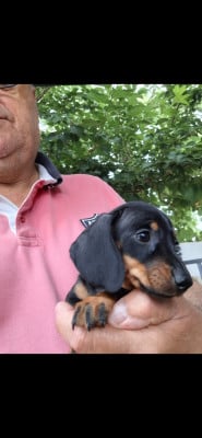 Les chiots de Teckel poil ras