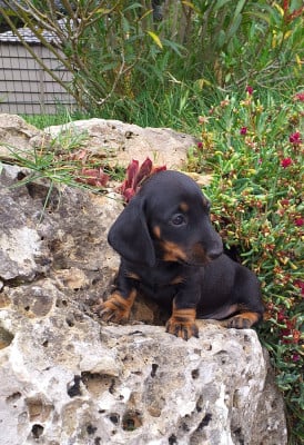 Les chiots de Teckel poil ras