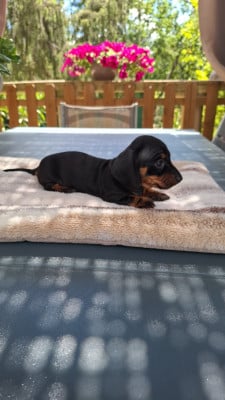 Les chiots de Teckel poil ras