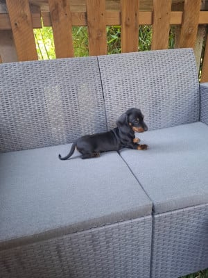 Les chiots de Teckel poil ras
