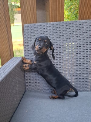 Les chiots de Teckel poil ras