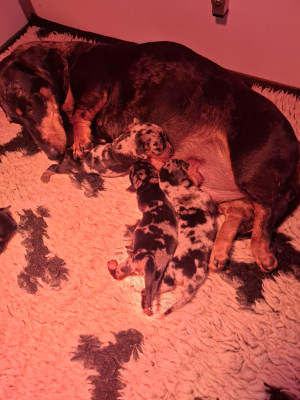 Les chiots de Teckel poil ras