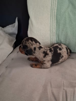 Chiot N°3 Bowie - Teckel poil ras
