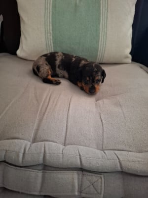 Chiot N°4Biscotte - Teckel poil ras