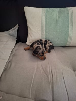 Chiot N°6 Bella - Teckel poil ras
