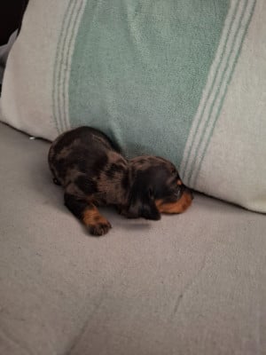Chiot N°7Belette - Teckel poil ras