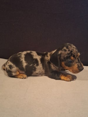Les chiots de Teckel poil ras